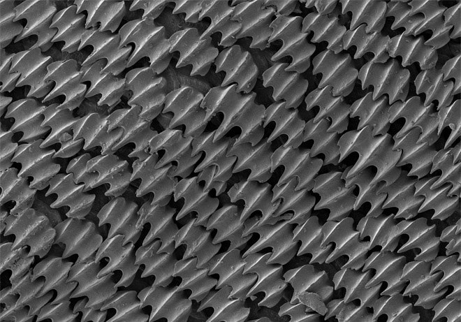 پوست کوسه در زیر میکروسکوپ الکترونی